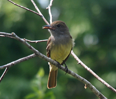 [The bird's body faces the camera with its head turned to the left. The lower half of its head and the upper portions of its belly are light grey. The rest of the belly is yellow. It's feet and legs are dark and the underside of its tail is brown. Its beaks is open slightly and a pink tongue is visible between the two halves of the beak.]